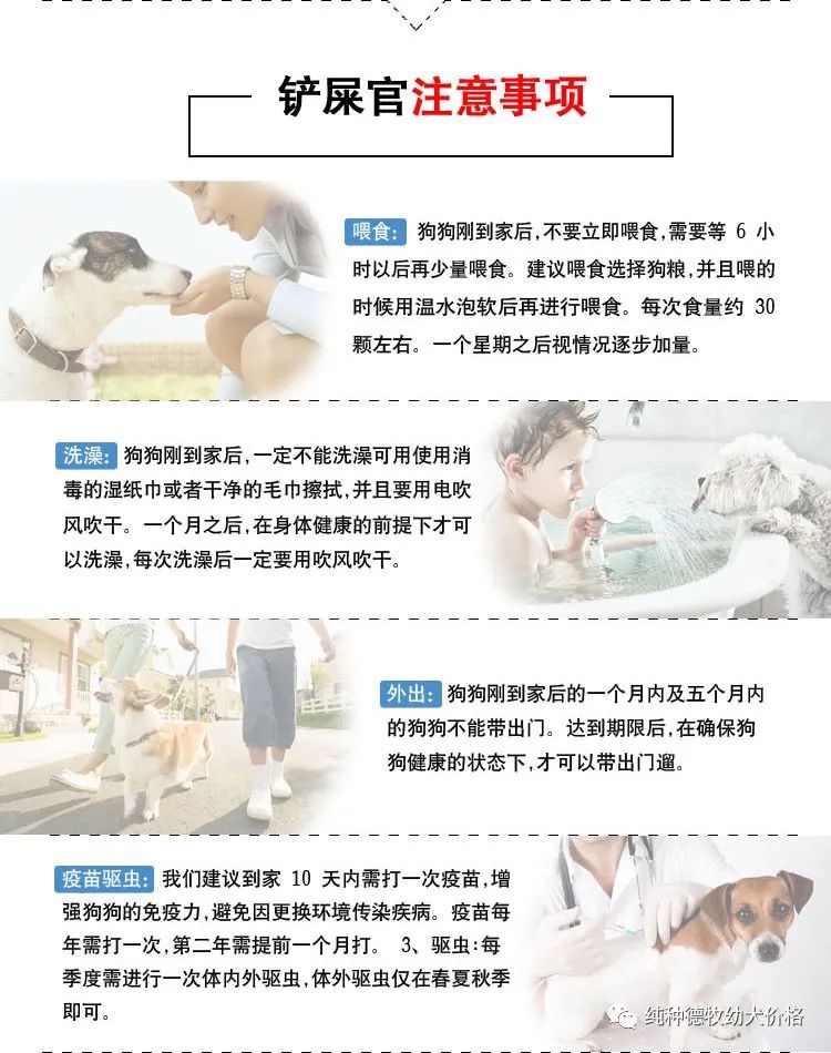 德牧幼犬价格多少钱，优质德牧幼崽价格报价