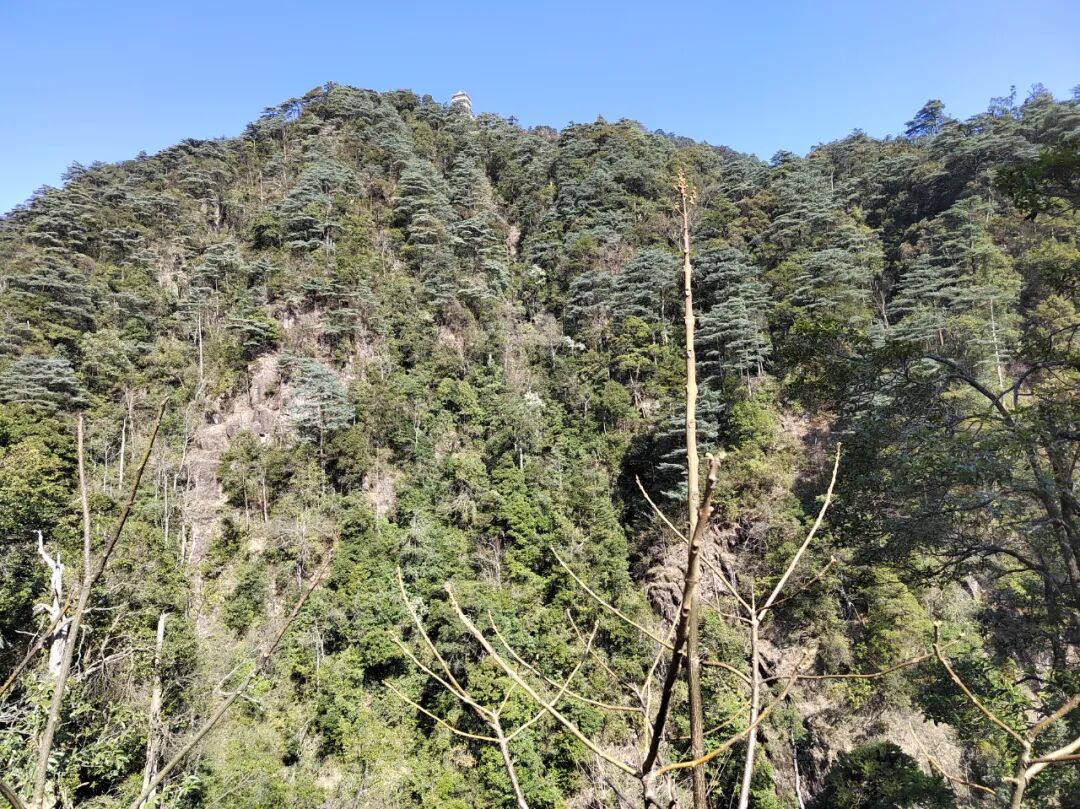 悬崖峭壁上生长的广东松。史成雷摄