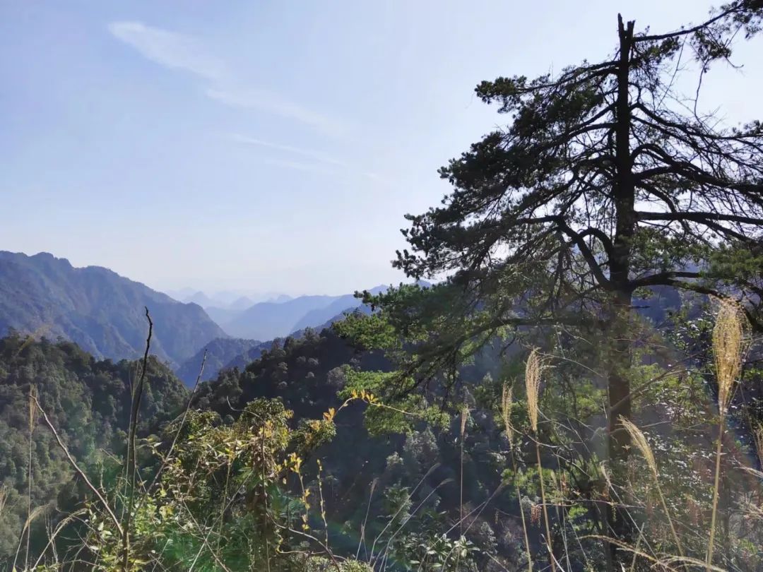 从九重山观景台望去,南岭山岭连绵,植被茂盛史成雷摄