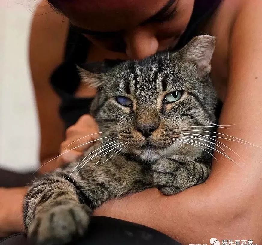 主人搬家时丢下老猫 老猫为了不再流浪 选中女孩后去 求抱抱 娱乐有态度 微信公众号文章阅读 Wemp