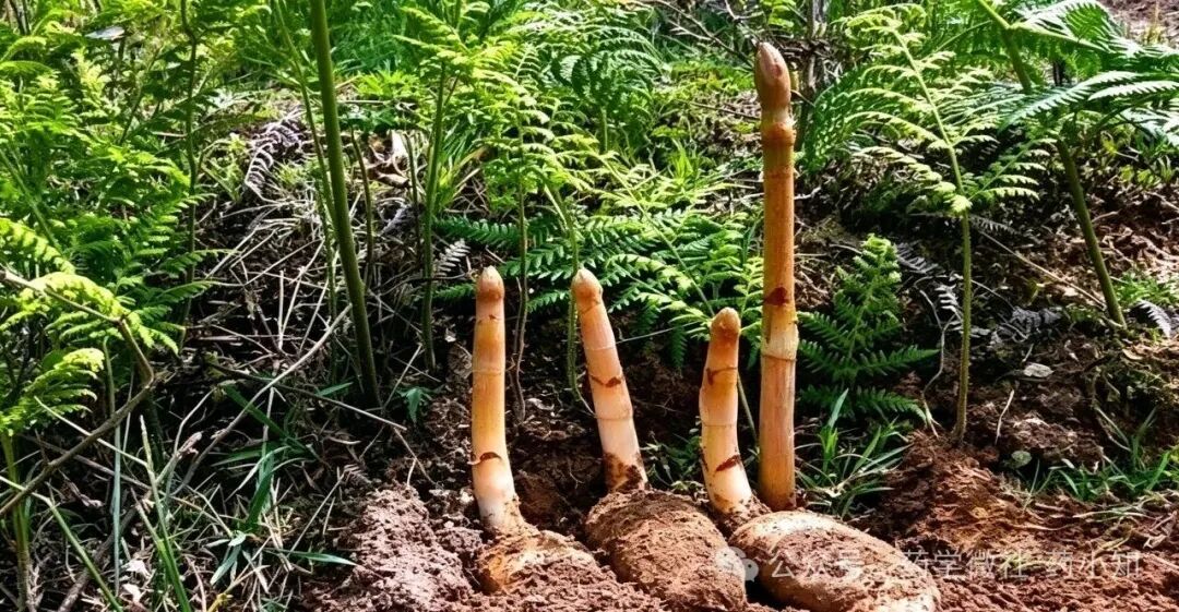 天麻规范化种植技术规程（GAP实操版）