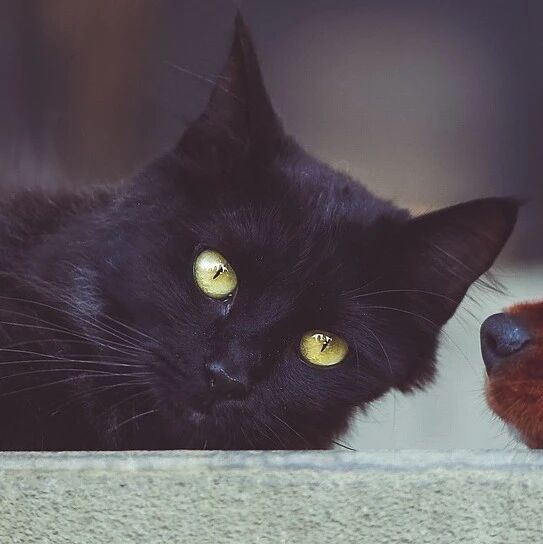 恆生科技指數下一次換新，預計納入MiniMax、智譜，2只老股票或遭調出