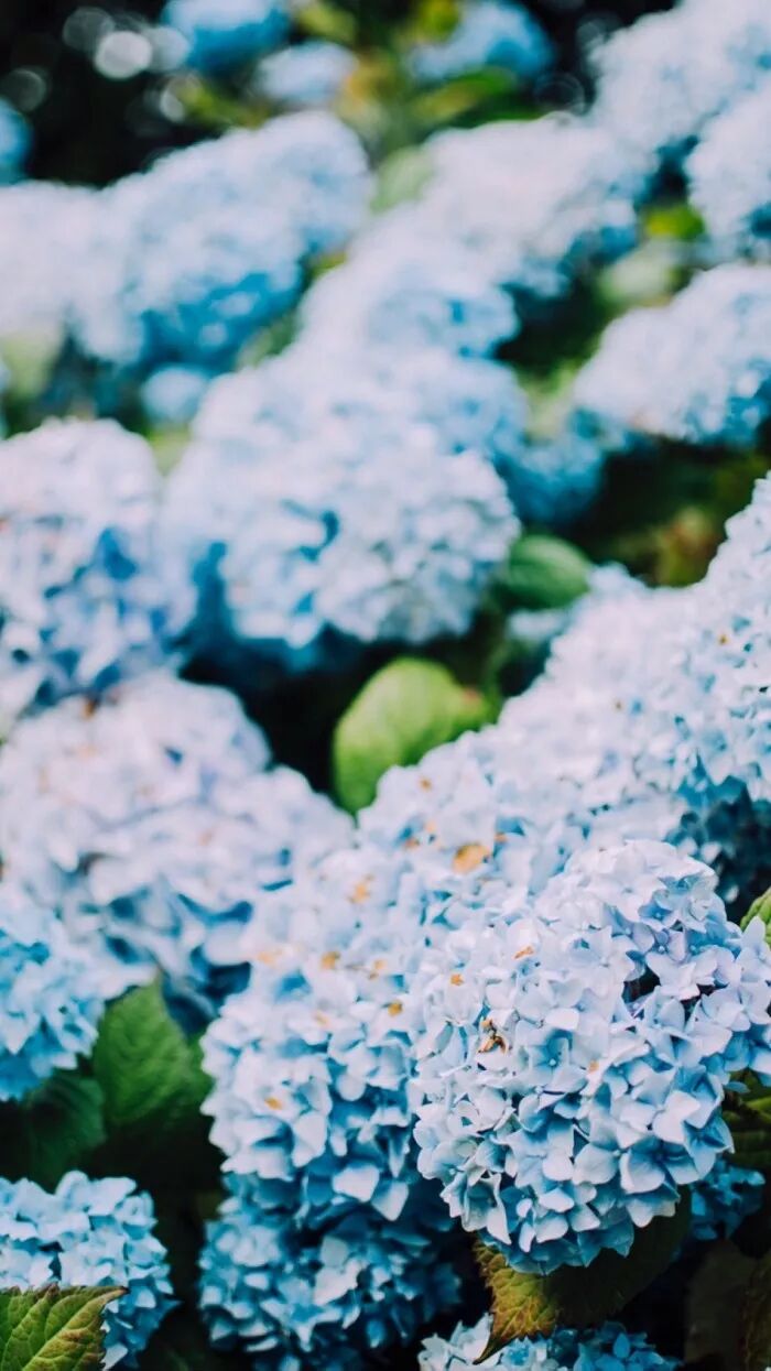 桌布 它是這個時節最美的花 兒童文學 微文庫