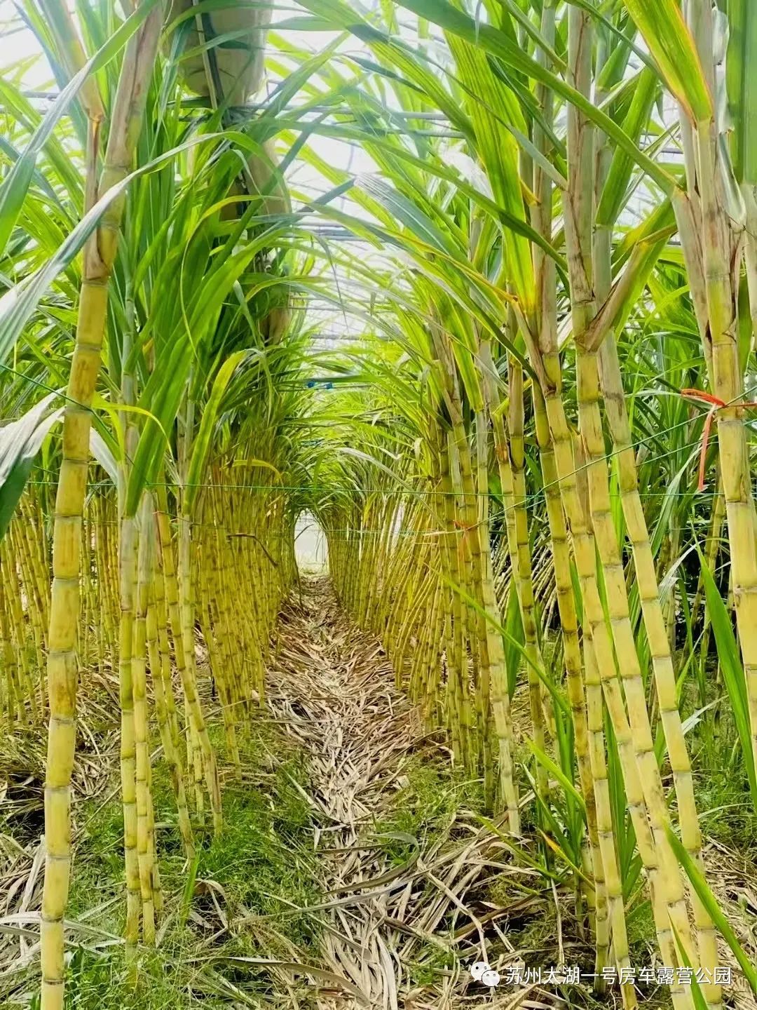 研学上新112728田野里的自然课堂系列热带水果研学走进蔗园挑战甘蔗的
