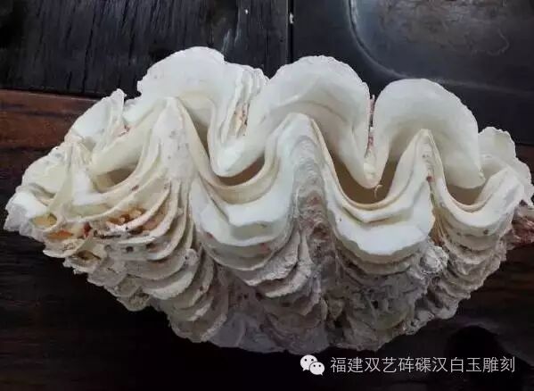 用于培育大型珍珠;其贝雕工艺品可供观赏;贝壳可作为盛放物品的器皿并