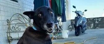 黑狗在院子里玩，突然听到主人说的2个字，吓到瞪大双眼！