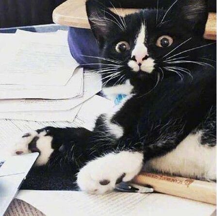 上学路上捡到猫，老师说可以带进教室，结果课直接上不成了！