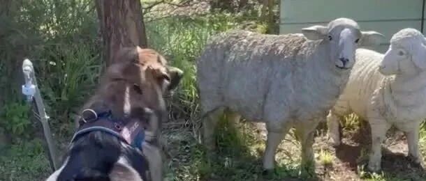 大狗看到羊后，吓到走1步退3步，网友笑喷：原来牧羊犬怕羊！