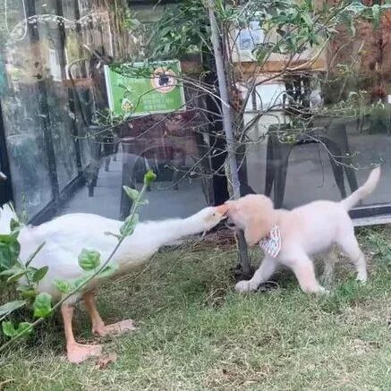 金毛从小被大鹅罩着，出门底气都很强大，网友：可以吹一辈子了！