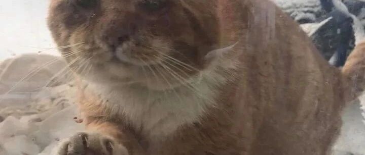 大脸橘猫上门求借宿，屋主霸气收编：我让你住一辈子！