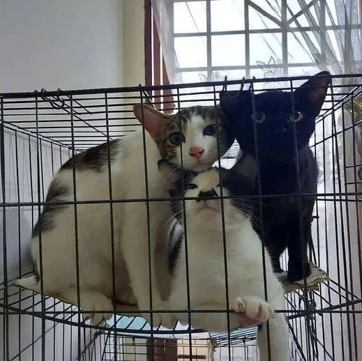 3猫打碎了花瓶，被主人关起来后，这表情好嚣张！