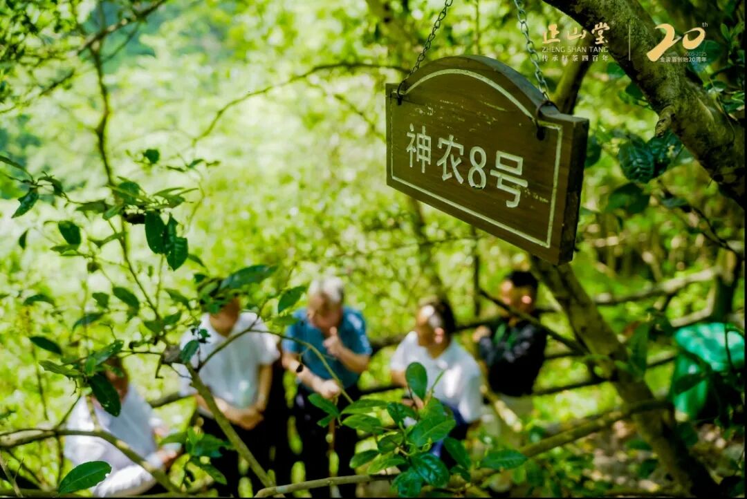 金骏二十载·骏眉传九州 | 金骏眉创始20周年座谈会在福建武夷山桐木、湖北巴东小神农架同启 - 企业动态 - 新闻公告 - 正山堂茶业