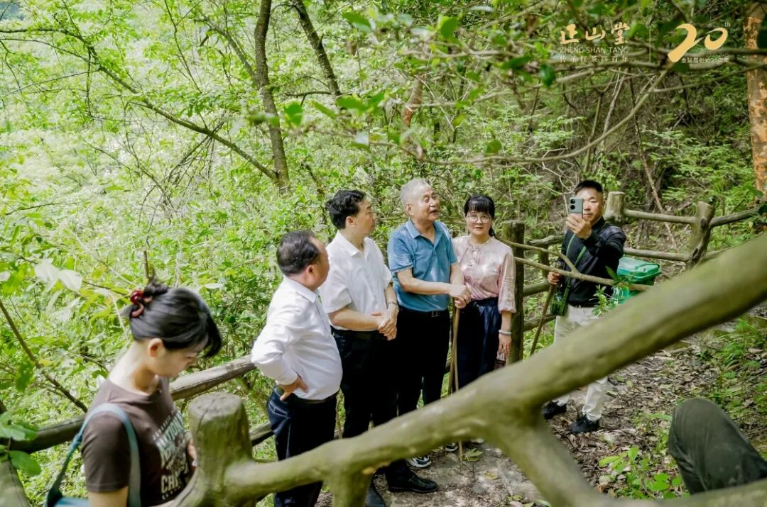 金骏二十载·骏眉传九州 | 金骏眉创始20周年座谈会在福建武夷山桐木、湖北巴东小神农架同启 - 企业动态 - 新闻公告 - 正山堂茶业