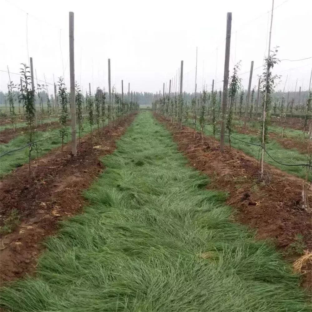 熊蜂丨熊蜂授粉丨熊蜂授粉技术丨Biobest碧奥特熊蜂丨大棚西红柿授粉丨大棚番茄授粉丨大棚草莓授粉丨鼠茅草丨鼠茅草种子丨鼠茅草种子价格丨嘉禾源硕