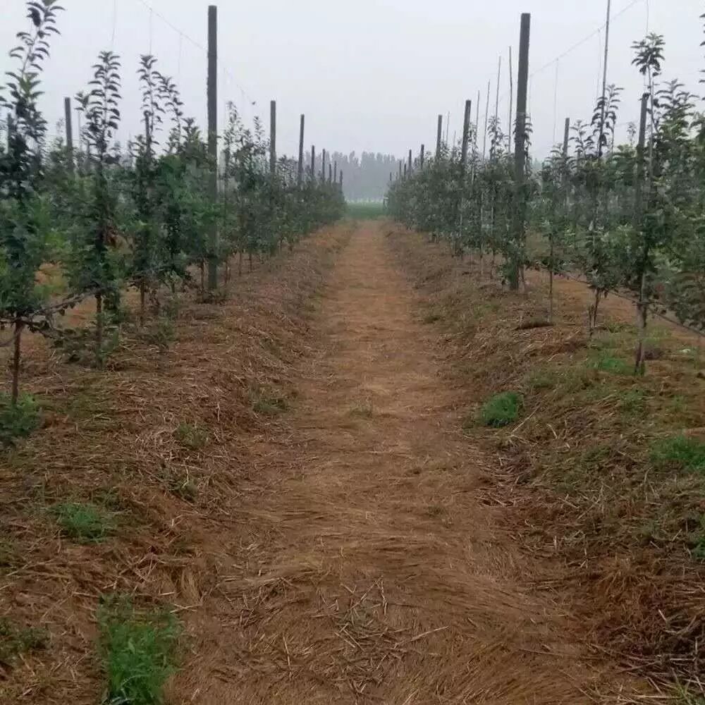 熊蜂丨熊蜂授粉丨熊蜂授粉技术丨Biobest碧奥特熊蜂丨大棚西红柿授粉丨大棚番茄授粉丨大棚草莓授粉丨鼠茅草丨鼠茅草种子丨鼠茅草种子价格丨嘉禾源硕