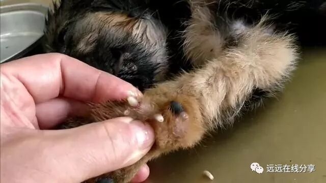 流浪狗浑身长满蛆 被救助时让人落泪 胆小者勿入 远远在线分享 微信公众号文章阅读 Wemp