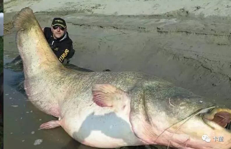 世界恶劣的外来物种!