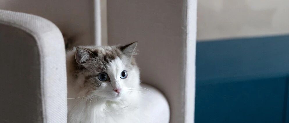 牛X的设计师，都好“色”