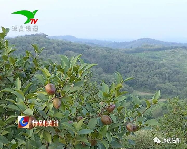 发展“绿色经济” 实施乡村振兴