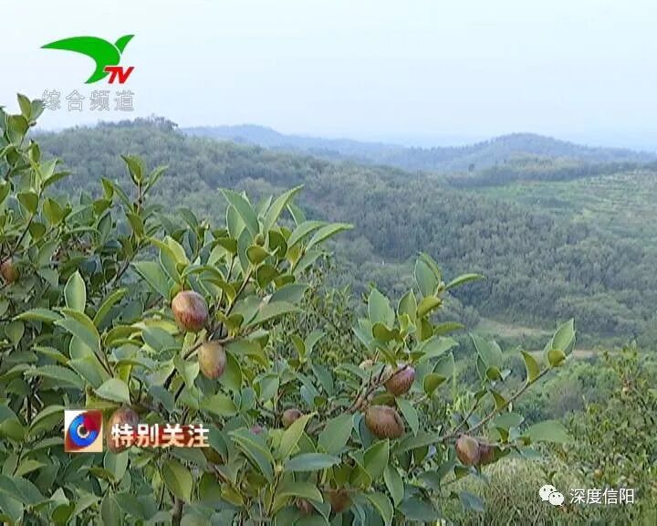 发展“绿色经济” 实施乡村振兴