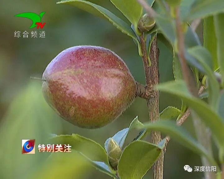 发展“绿色经济” 实施乡村振兴