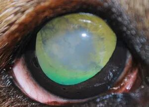 动物门诊用什么x光机10个常用小动物门诊眼科检查技巧_https://www.jmylbn.com_新闻资讯_第7张