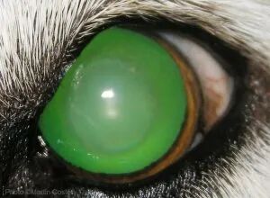 动物门诊用什么x光机10个常用小动物门诊眼科检查技巧_https://www.jmylbn.com_新闻资讯_第6张