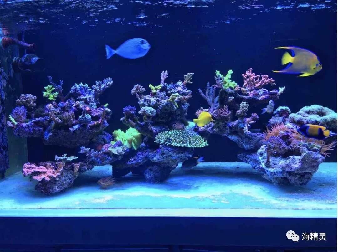 活石的功能被过分夸大 作用其实并没有那么重要 海精灵 微信公众号文章阅读 Wemp