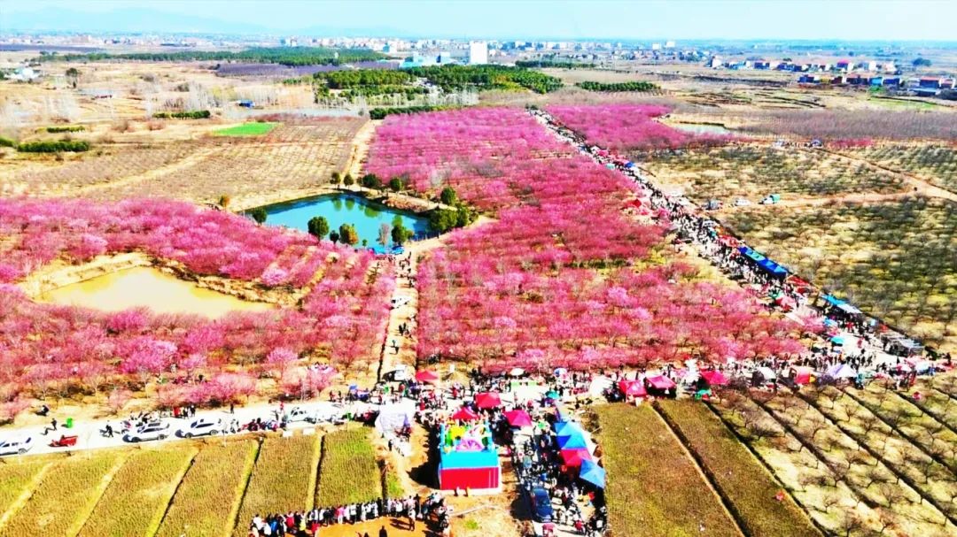 孝昌万株梅花飘香央视