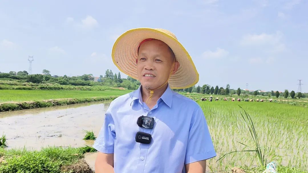 脚踩泥土,挽裤插秧!湖北工程学院大学生走进孝昌田间课堂