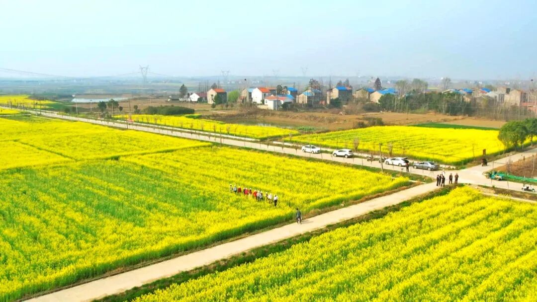 孝昌白沙万亩油菜花开好风景带来好钱景