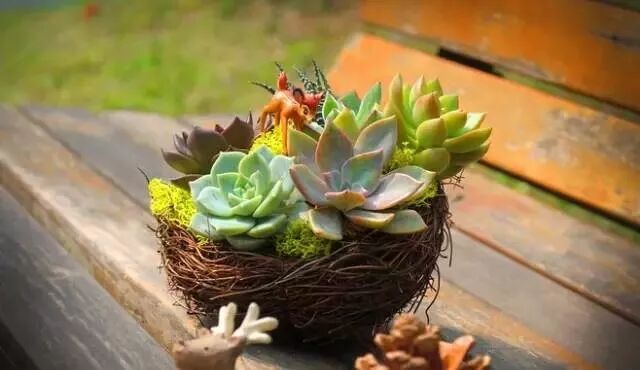 多肉图鉴 看过就没有不点赞的 多肉百科园 微信公众号文章阅读 Wemp