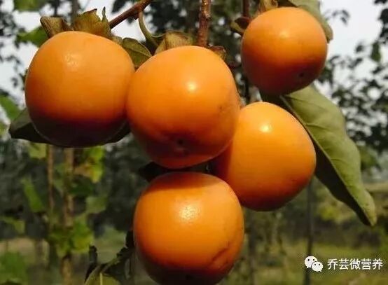 生姜吃发绿能变白吗_生姜发绿能吃吗?_生姜吃发绿能吃不