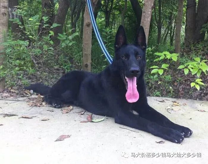 Tlc官网 德牧价格纯种德牧犬价格纯血统德国牧羊犬多少钱一只