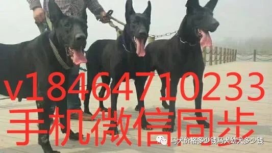 阿拉斯加犬多少钱一只正宗纯种阿拉斯加犬价格报价