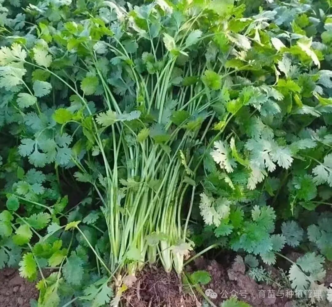 怎样种植香菜