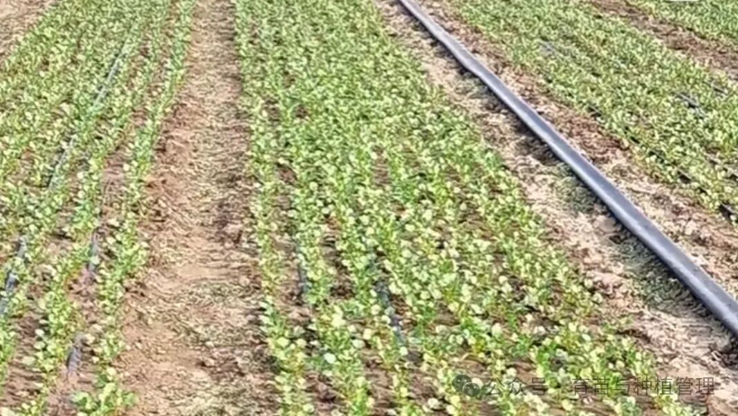香菜高效种植技术指南：从选种到采收全程详解，助你轻松种出优质香菜