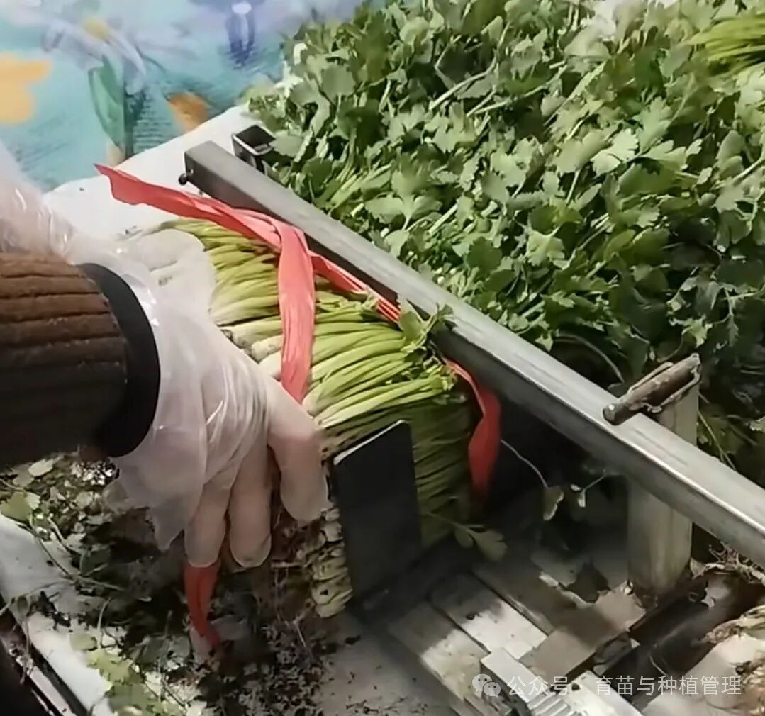 怎样种植香菜