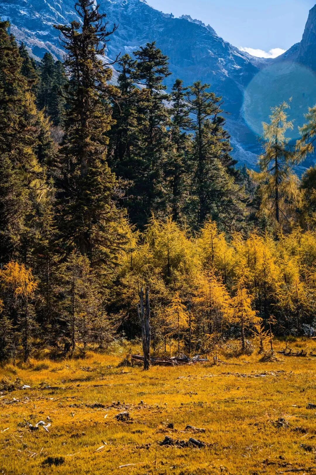 四川秋日森林,给你对色彩的万千想象!