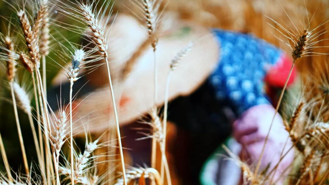 割麦时节 老苏州的那把麦秸扇还有人做！