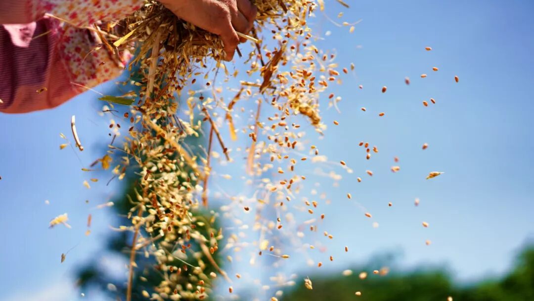 割麦时节 老苏州的那把麦秸扇还有人做！