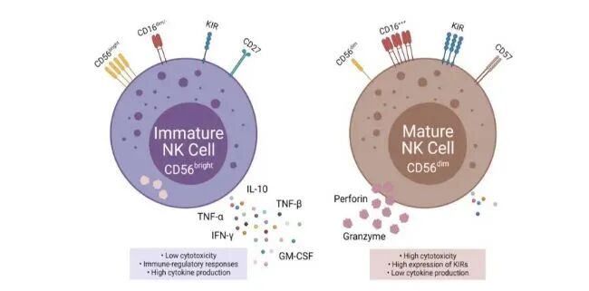 NK细胞即自然杀伤细胞的表型和功能特性介绍_生物器材网