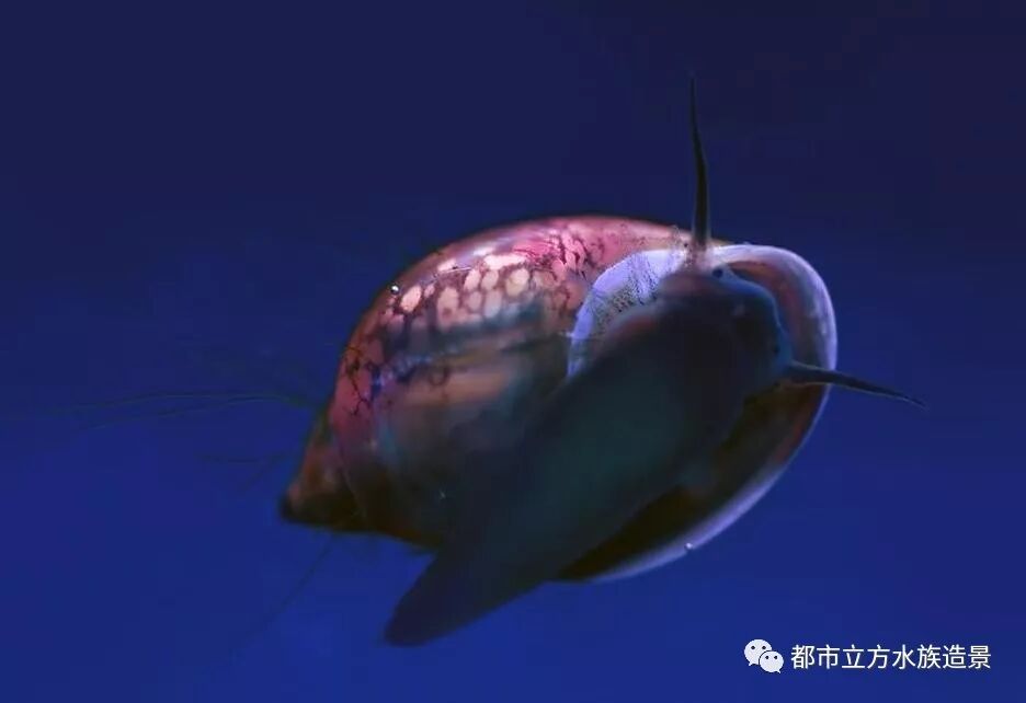 水草缸内杂螺清理方法 都市立方水族造景 微信公众号文章阅读 Wemp