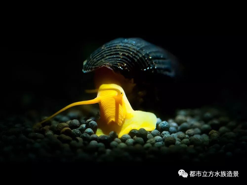 水草缸内杂螺清理方法 都市立方水族造景 微信公众号文章阅读 Wemp