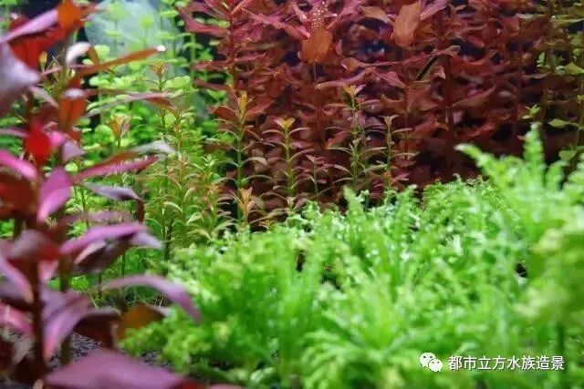 水草可以活多久 如何延长它们的寿命 都市立方水族造景 微信公众号文章阅读 Wemp