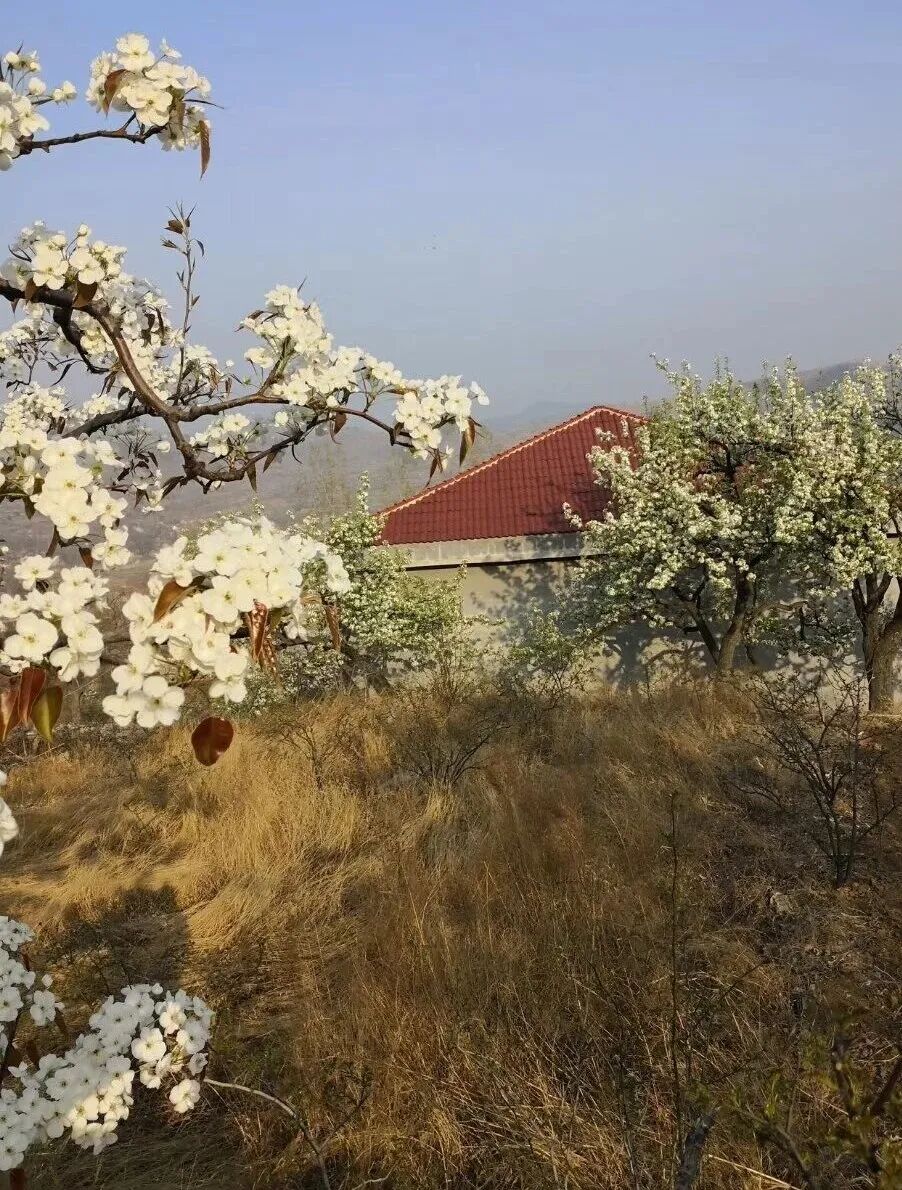 莱芜区高庄街道黑峪村有棵600多年的老槐树