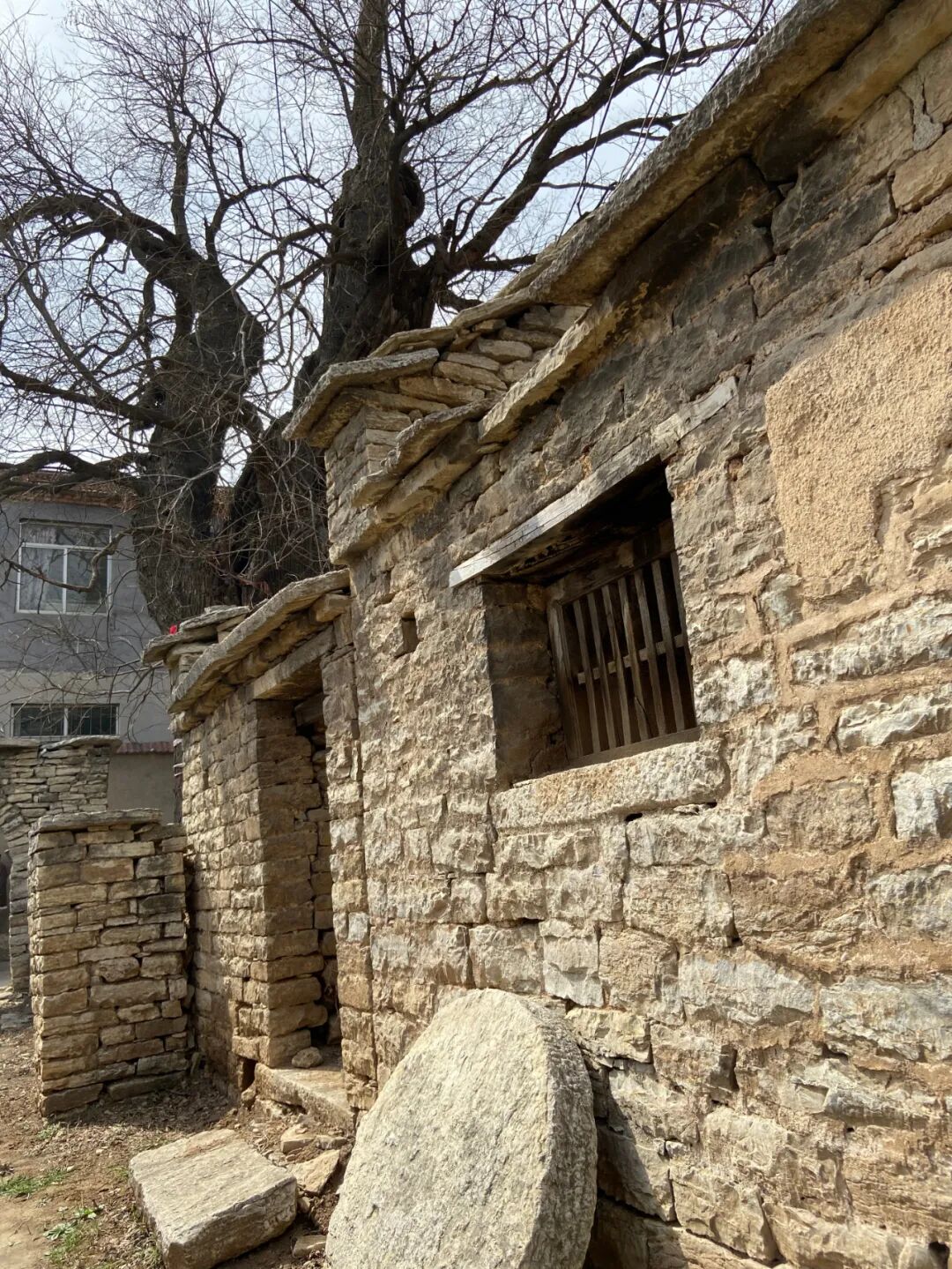 莱芜区高庄街道黑峪村有棵600多年的老槐树