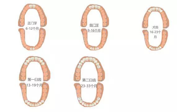 口腔百科丨认识0-6岁宝宝的小乳牙
