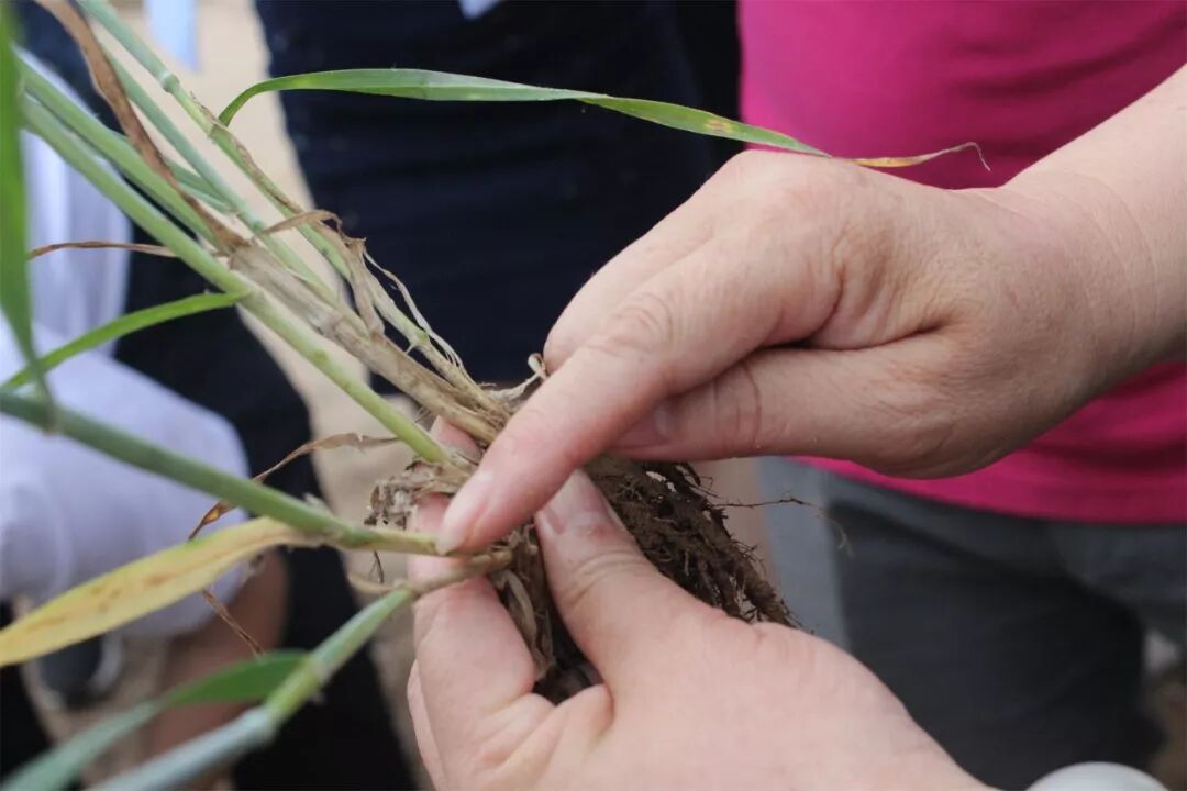 20%有机肥替代区的小麦标本,分蘖率高,有效蘖多,茎秆粗壮,穗大粒多