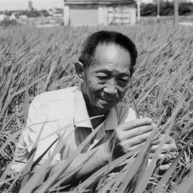 “自由散漫”的袁隆平，一稻便是一生 | 财知道